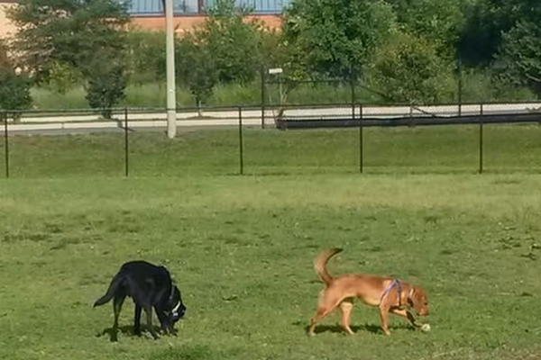 Founders Park Off-Leash Area photo 2